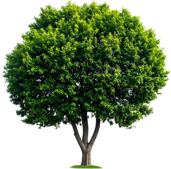 a single broad-canopied green tree