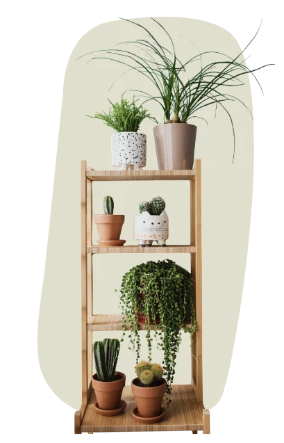 a wooden plant shelf holding cacti, succulents and trailing houseplants